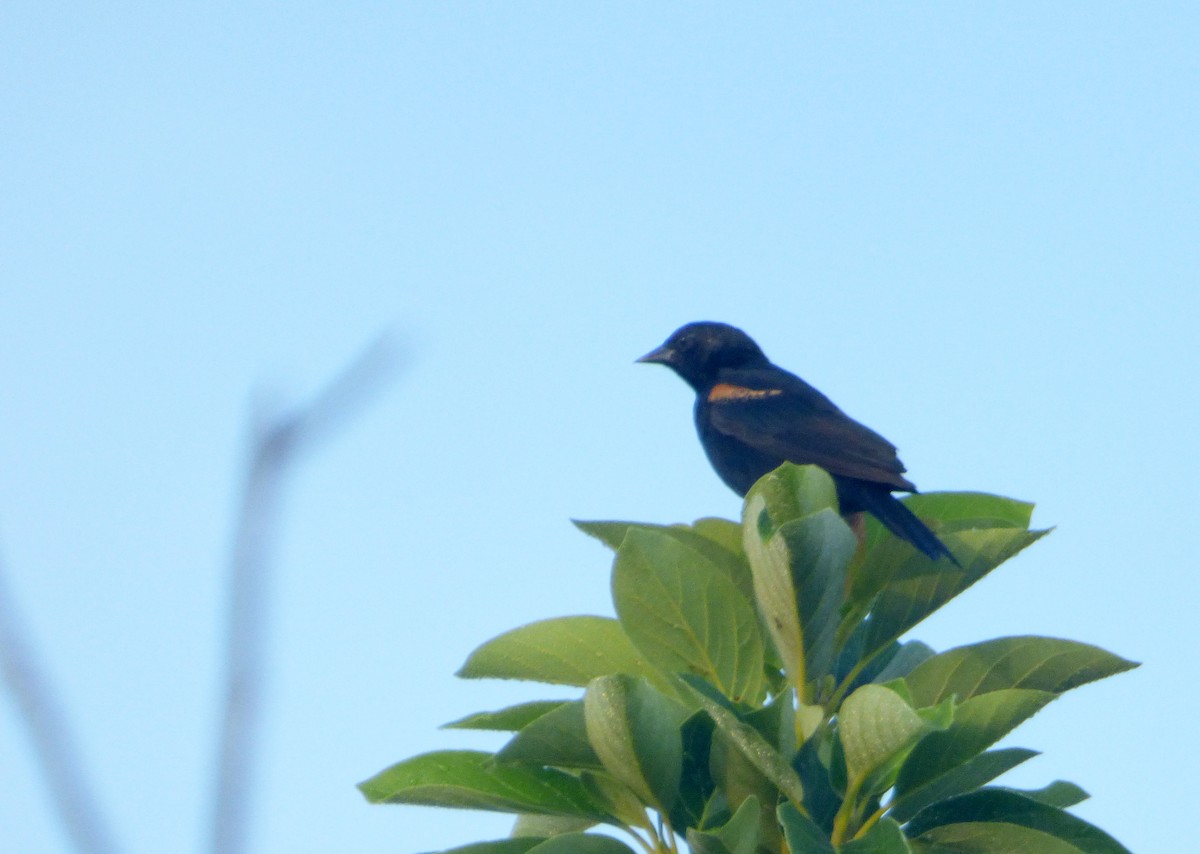 Tawny-shouldered Blackbird - ML568140231