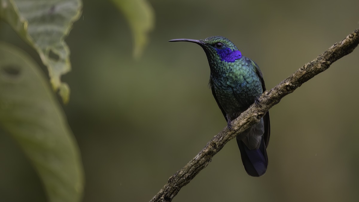 Lesser Violetear (Costa Rican) - ML568140441