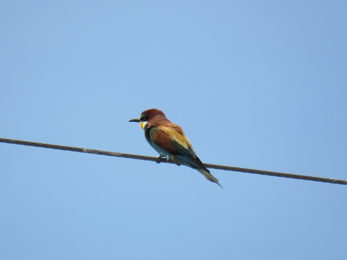 European Bee-eater - ML568141431