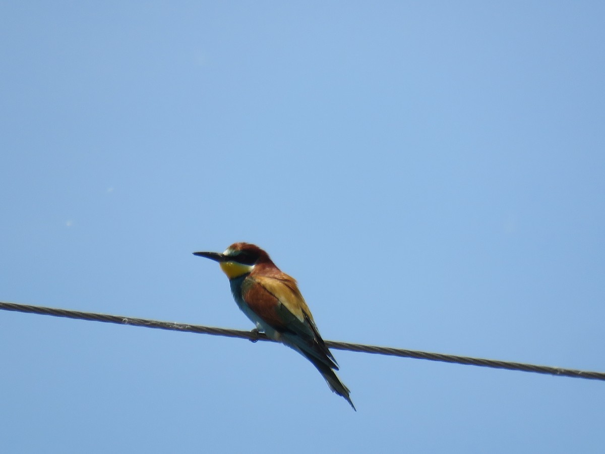 European Bee-eater - ML568141441
