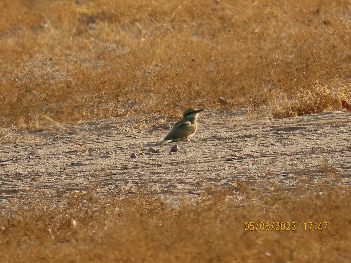Blue-cheeked Bee-eater - ML568143181
