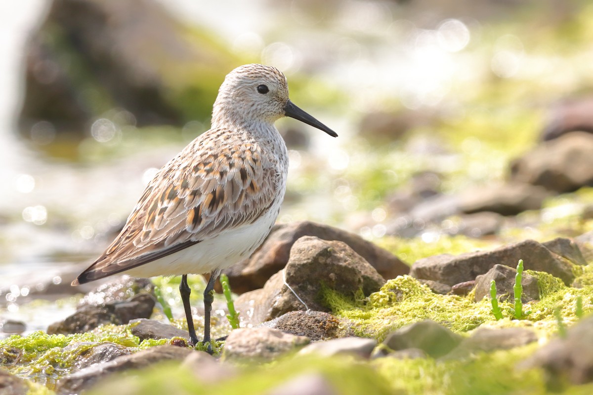 Dunlin (arctica) - eBird