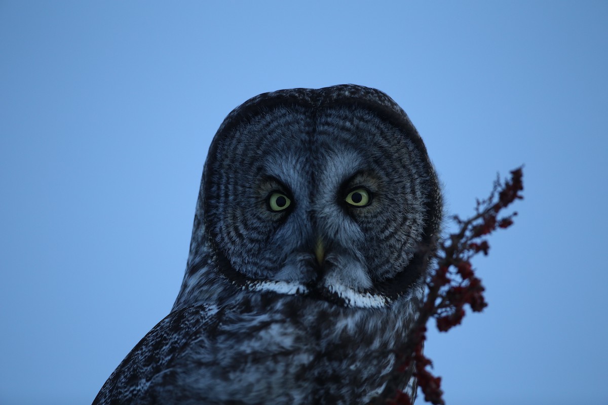 Great Gray Owl - Gérald Lacelle