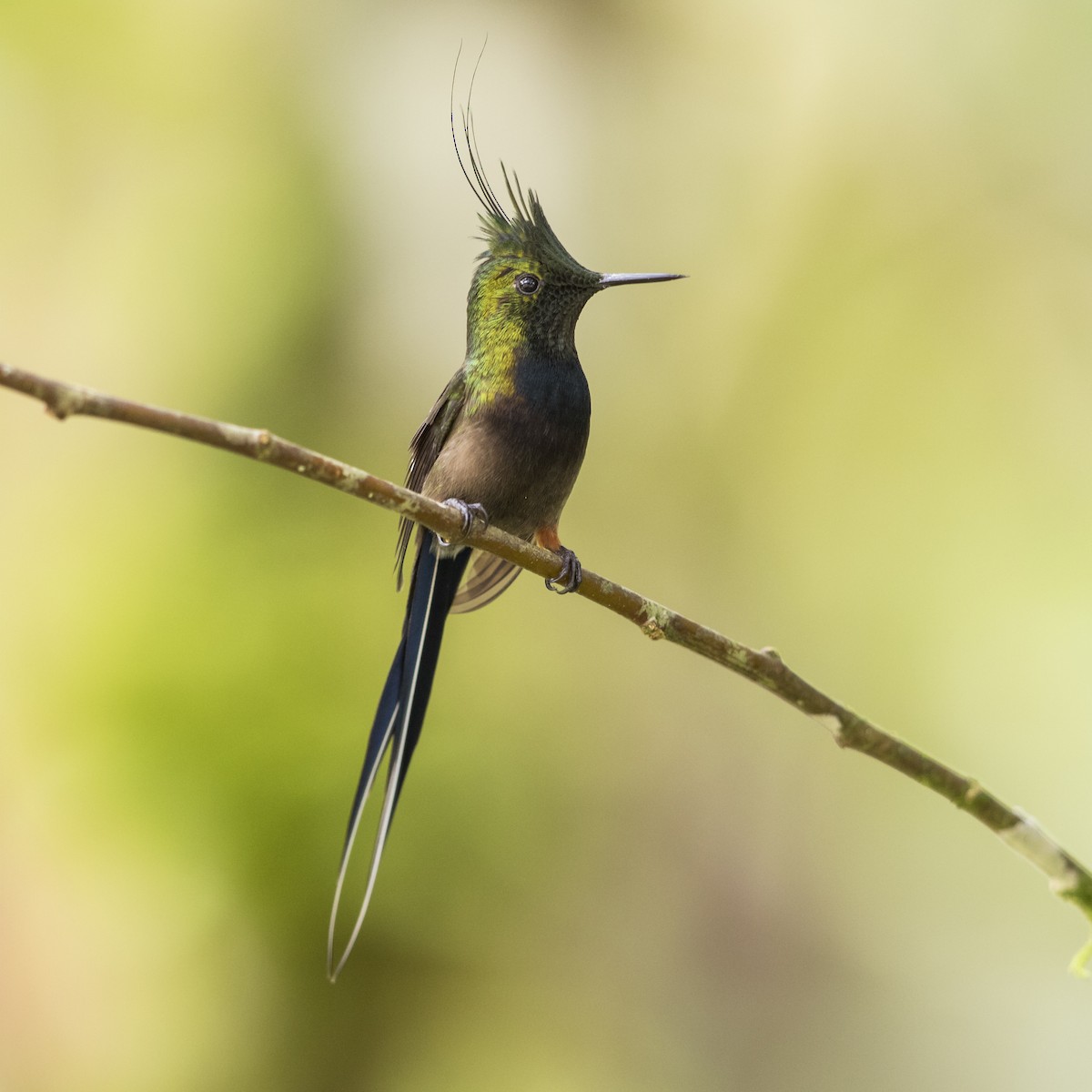 kolibřík ostrochocholatý - ML56814811