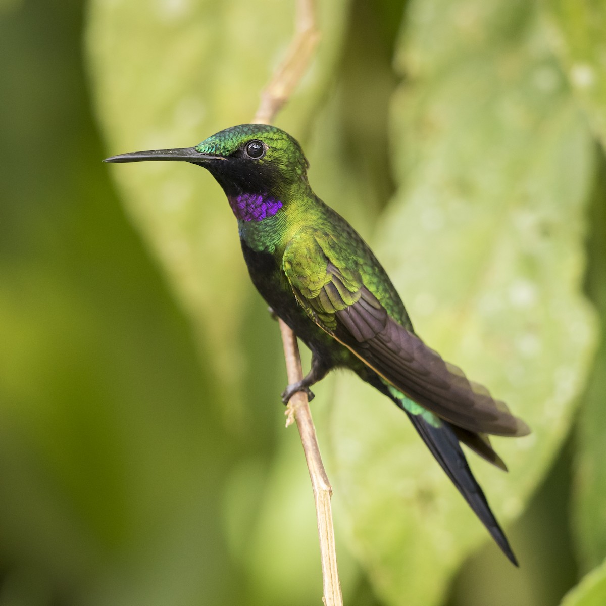 kolibřík zelenoprsý - ML56814891