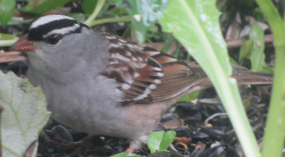 White-crowned Sparrow - Chris Boylan