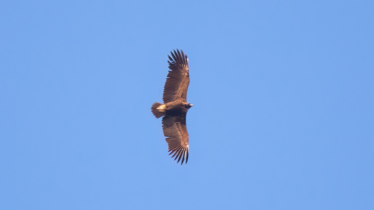 Cinereous Vulture - ML568153741
