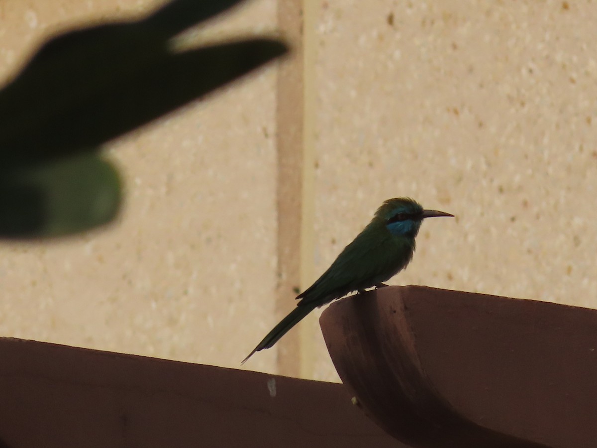 Arabian Green Bee-eater - ML568157111
