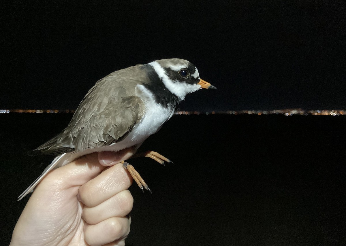 Common Ringed Plover - ML568157211