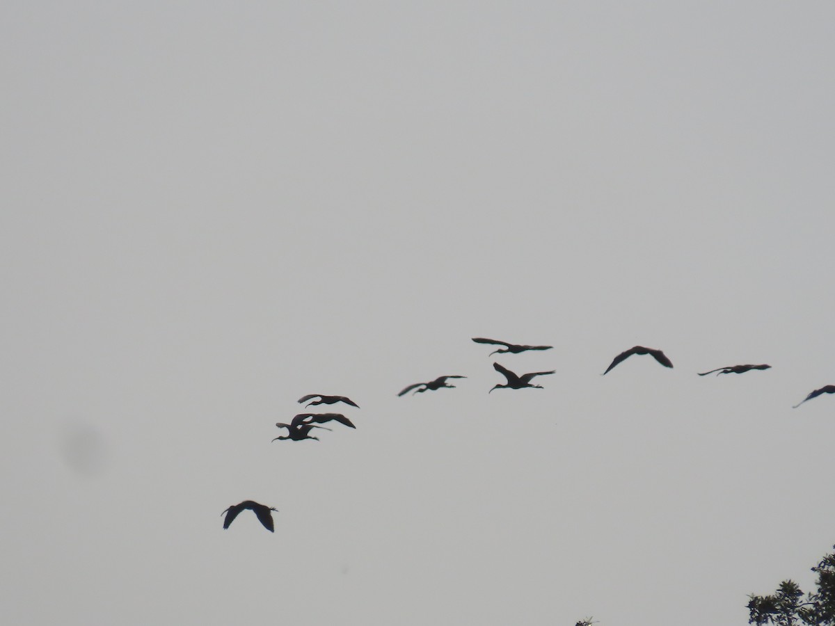 ibis hnědý - ML568158421
