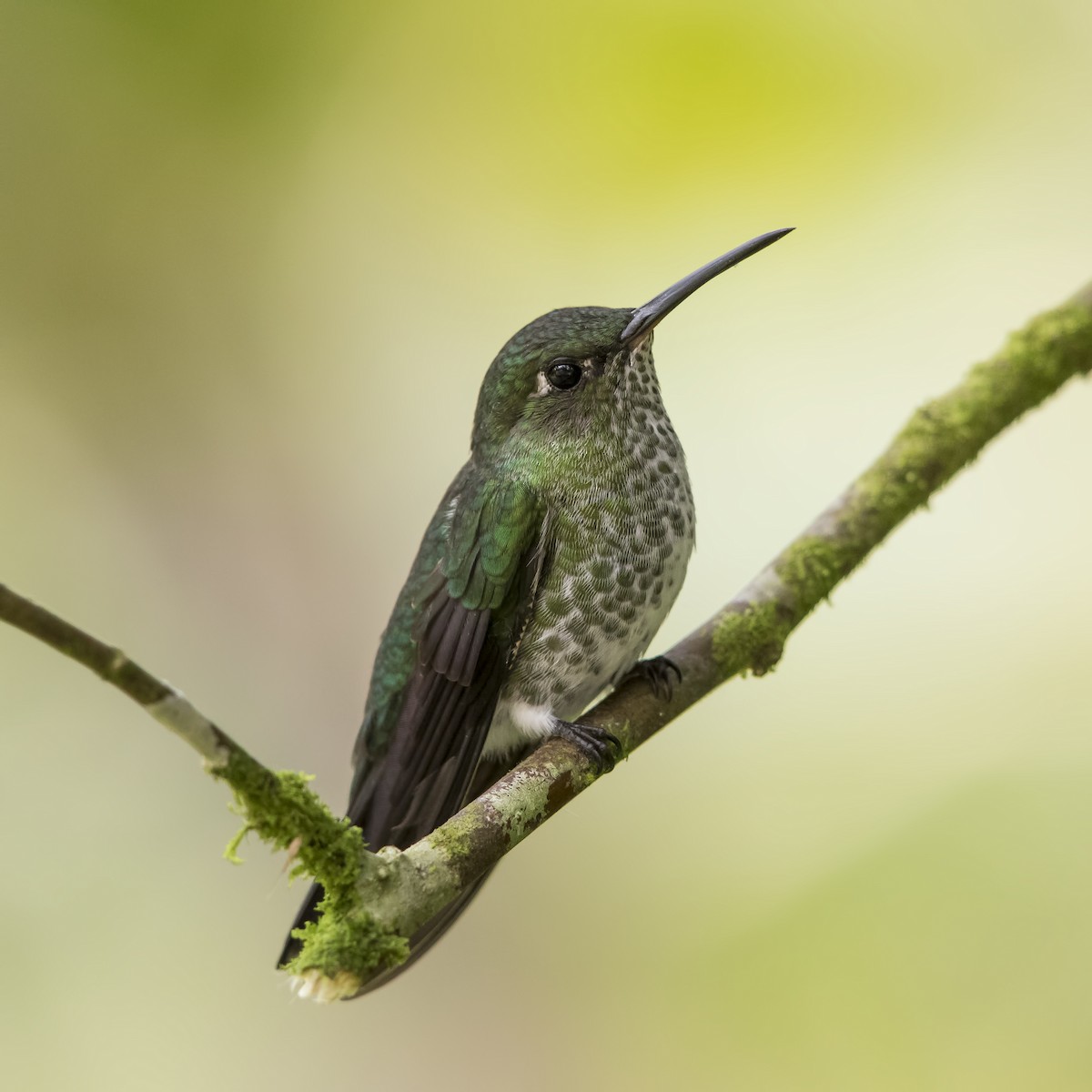 Many-spotted Hummingbird - ML56816201