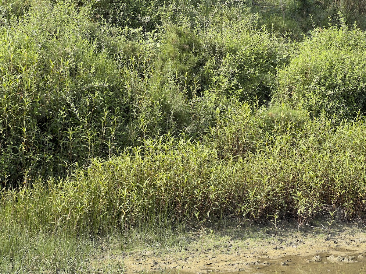 West Himalayan Bush Warbler - ML568162351