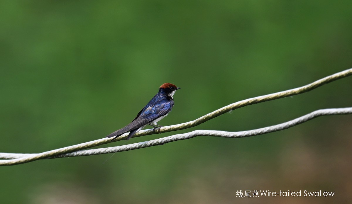 Wire-tailed Swallow - ML568163271