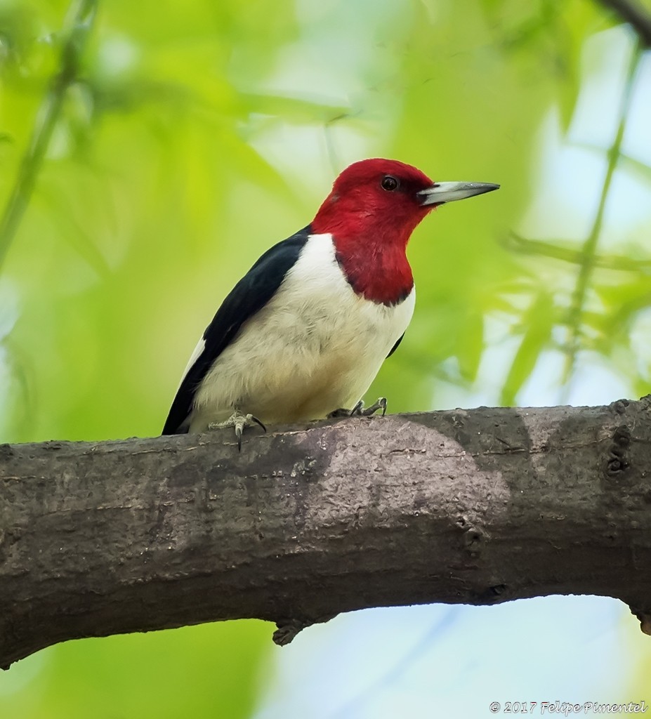 Red-headed Woodpecker - ML56816351