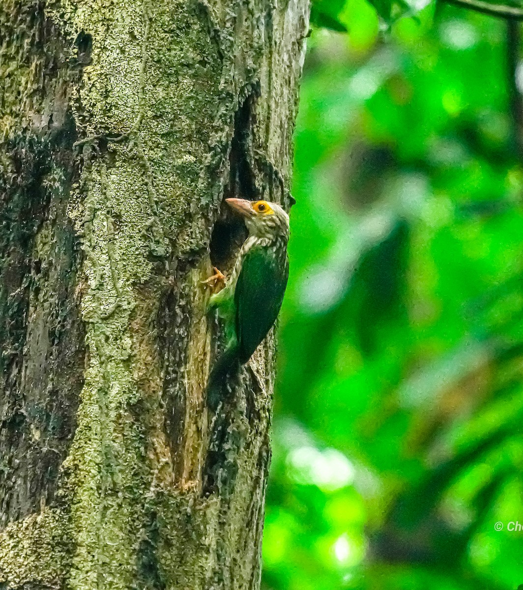 Lineated Barbet - Yi Ming（逸明） Chen（陳）