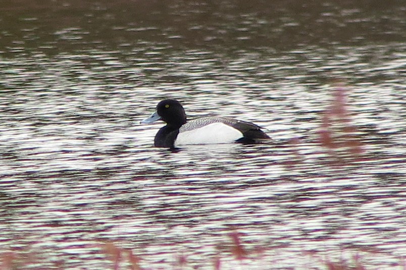 Greater Scaup - Yves Darveau