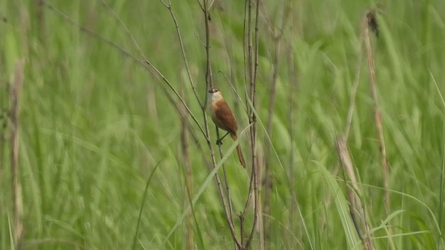  - Slender-billed Babbler