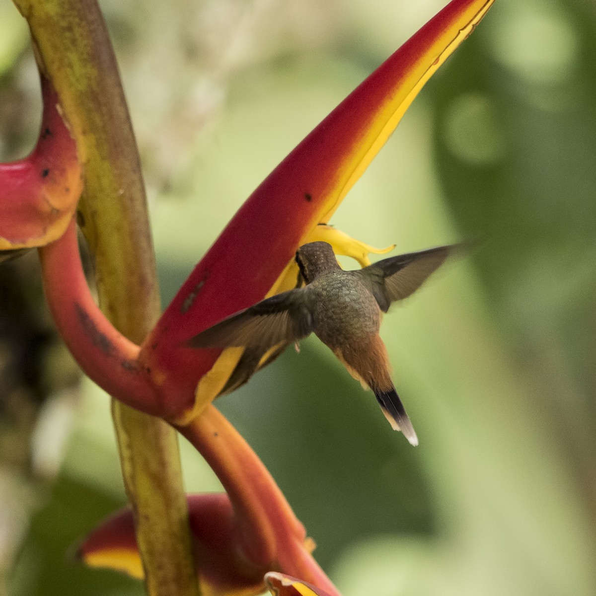 Серогорлый колибри-отшельник - ML56816791