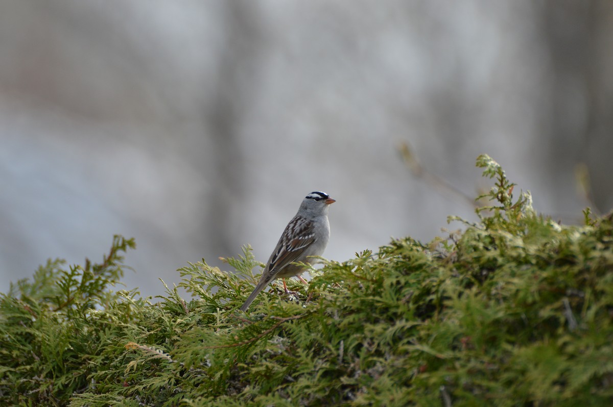 White-crowned Sparrow - ML56817081
