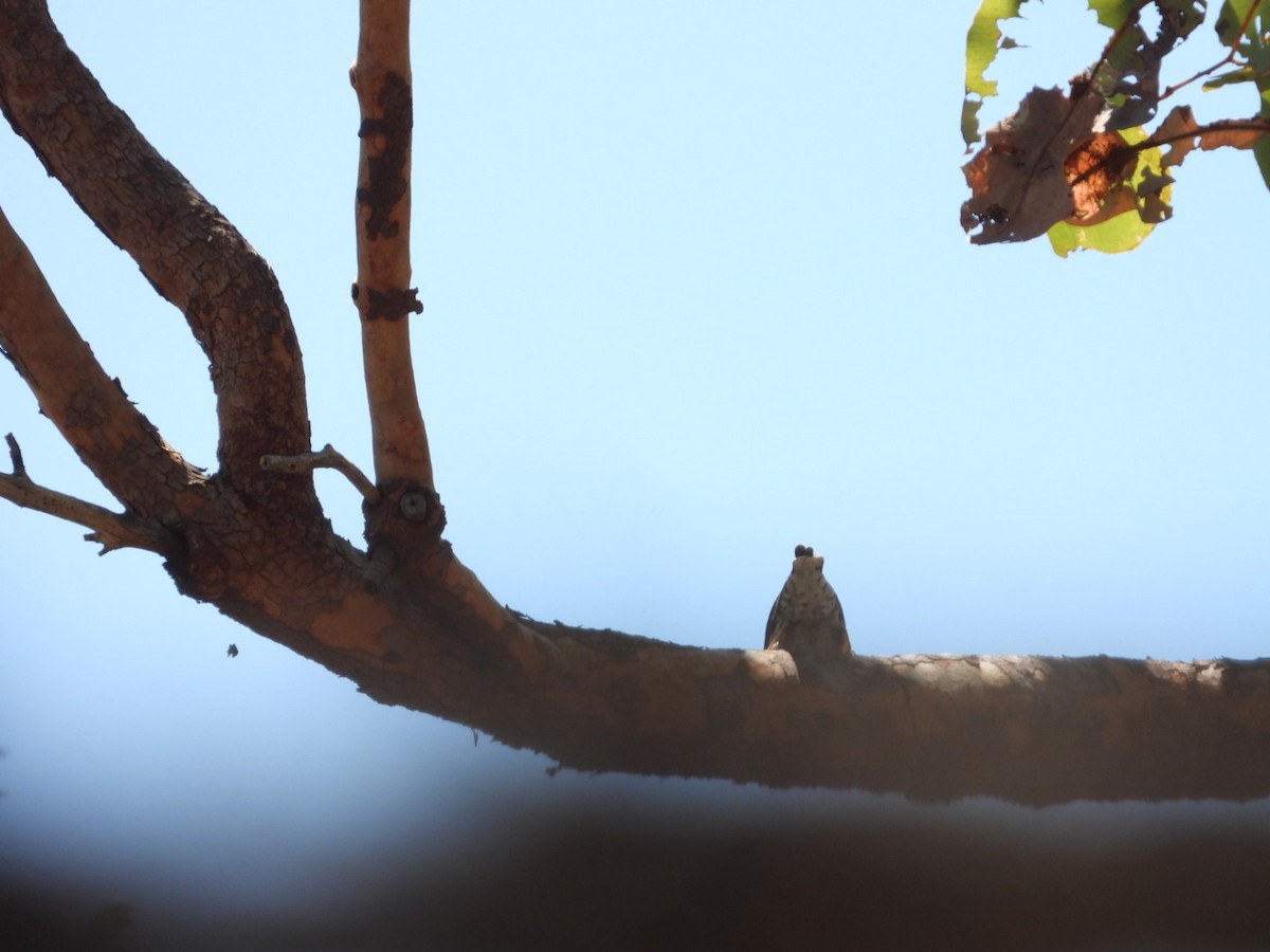 オーストラリアゴジュウカラ（leucoptera） - ML568180661