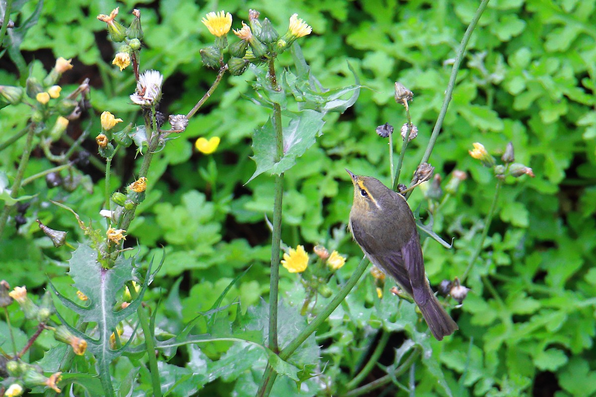 Tickell's Leaf Warbler - Yung-Kuan Lee