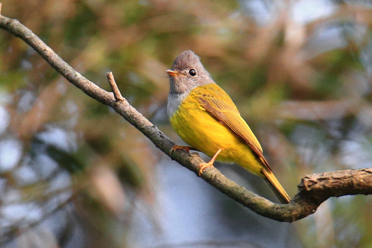 Gray-headed Canary-Flycatcher - ML568184561