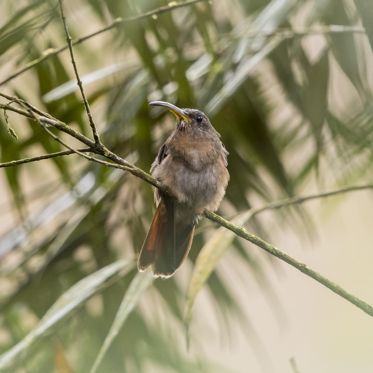 Rufous-breasted Hermit - ML56818501