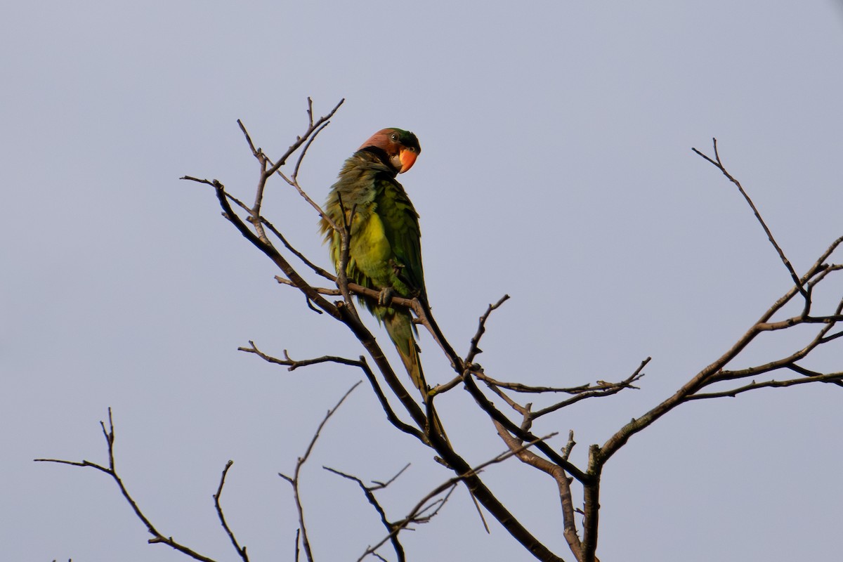 Long-tailed Parakeet - ML568187921