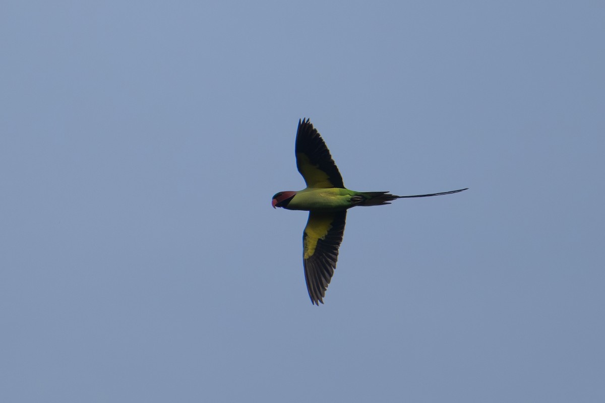 Long-tailed Parakeet - ML568187931