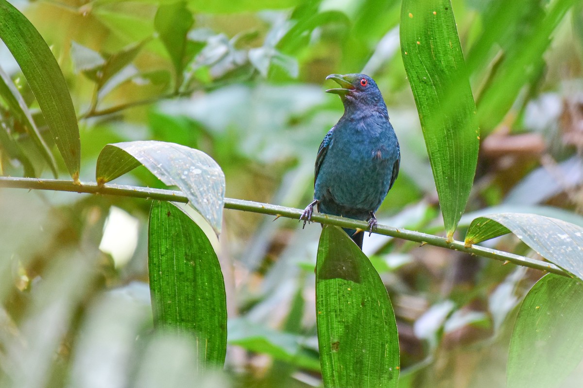 Asian Fairy-bluebird - Thitiphon Wongkalasin