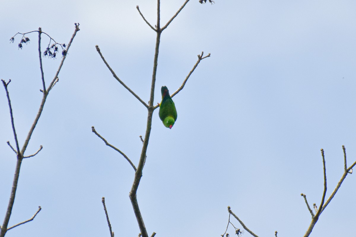 Vernal Hanging-Parrot - Thitiphon Wongkalasin