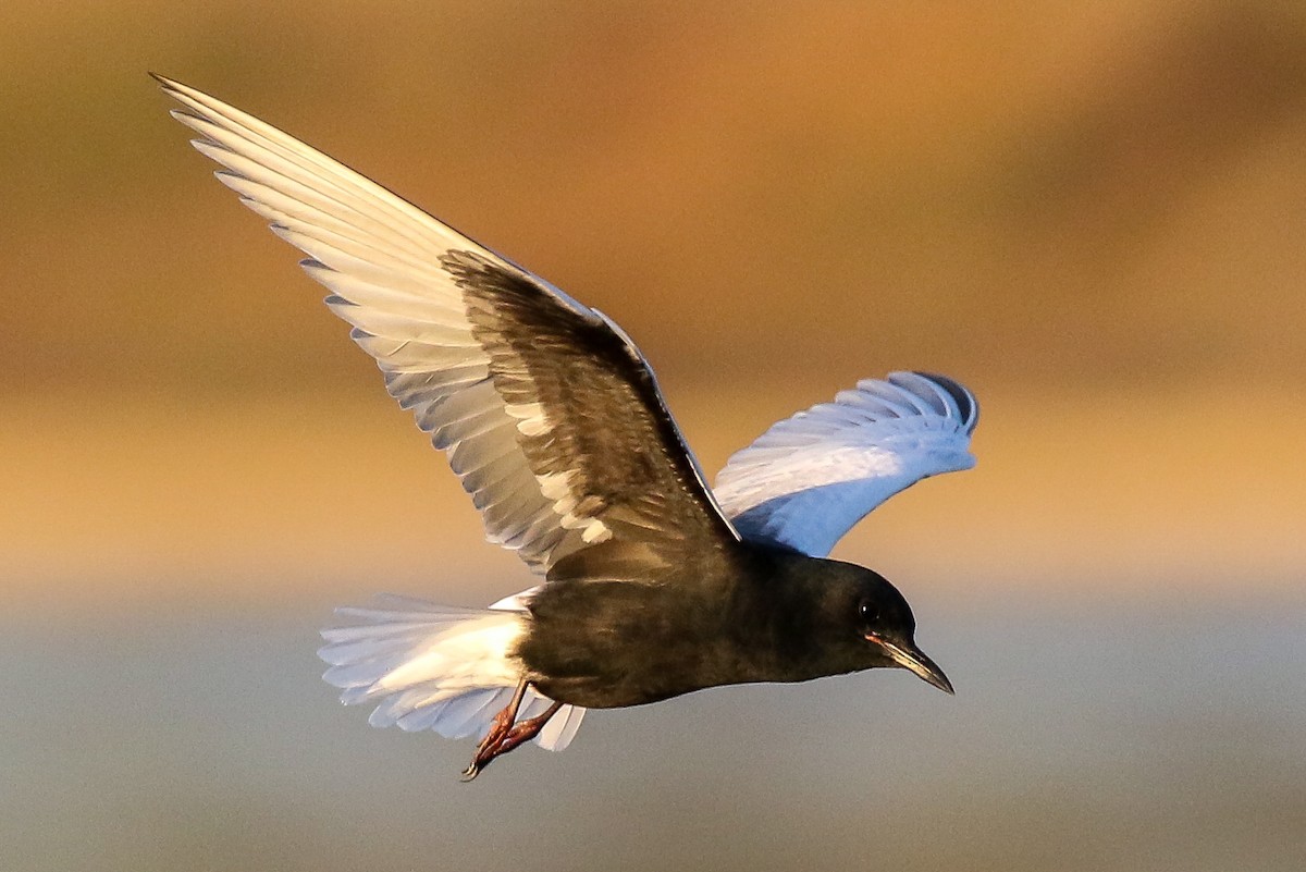 White-winged Tern - Bryn Pickering