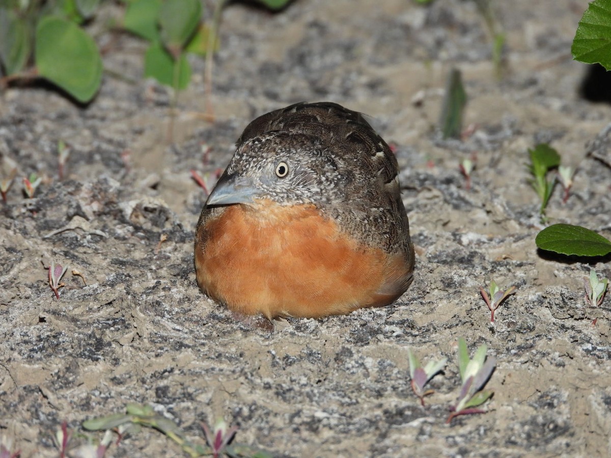 Red-chested Buttonquail - Luke Enright
