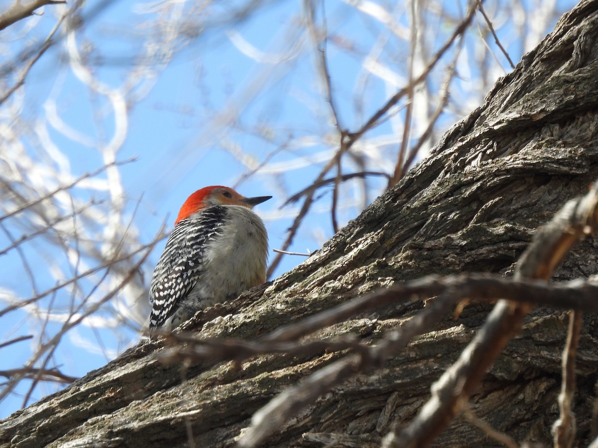 Red-bellied Woodpecker - ML568191071