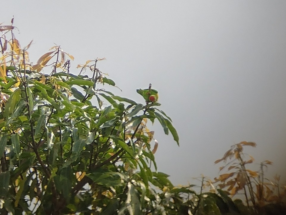 Sulawesi Hanging-Parrot - ML568195571