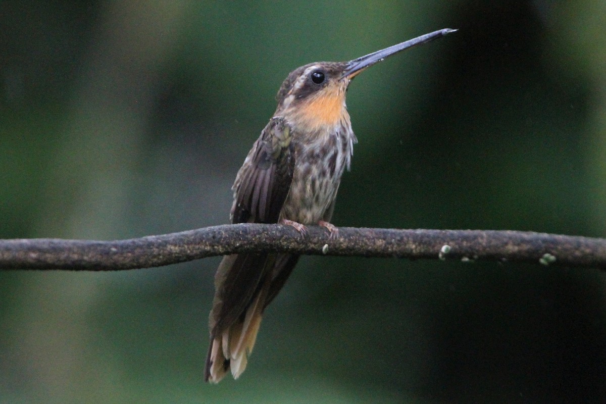 kolibřík pilozobý - ML568196551