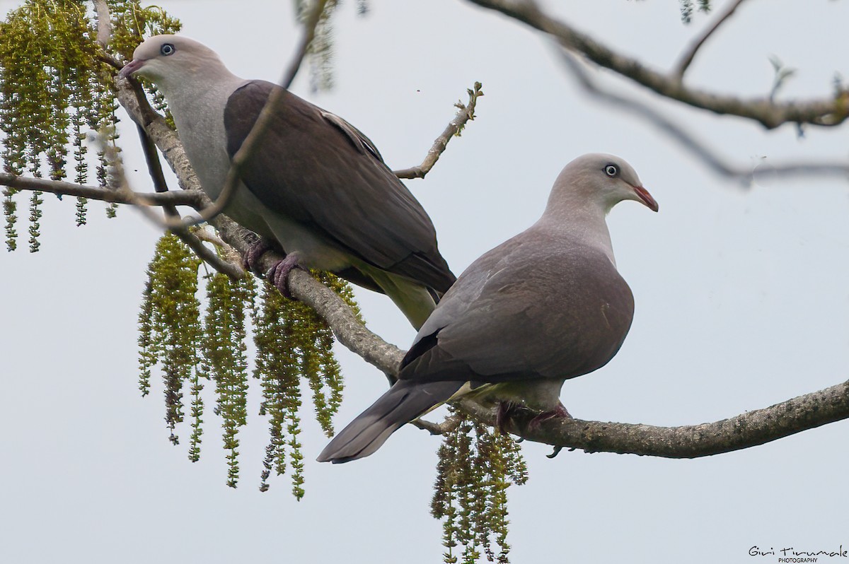 Mountain Imperial-Pigeon - ML568197031