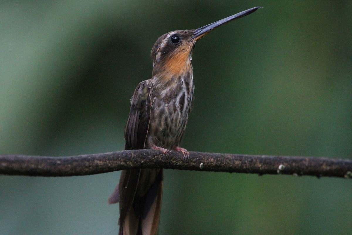 kolibřík pilozobý - ML568198131
