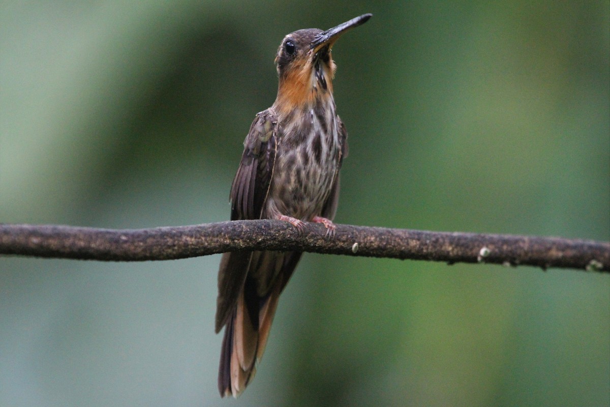 kolibřík pilozobý - ML568198321