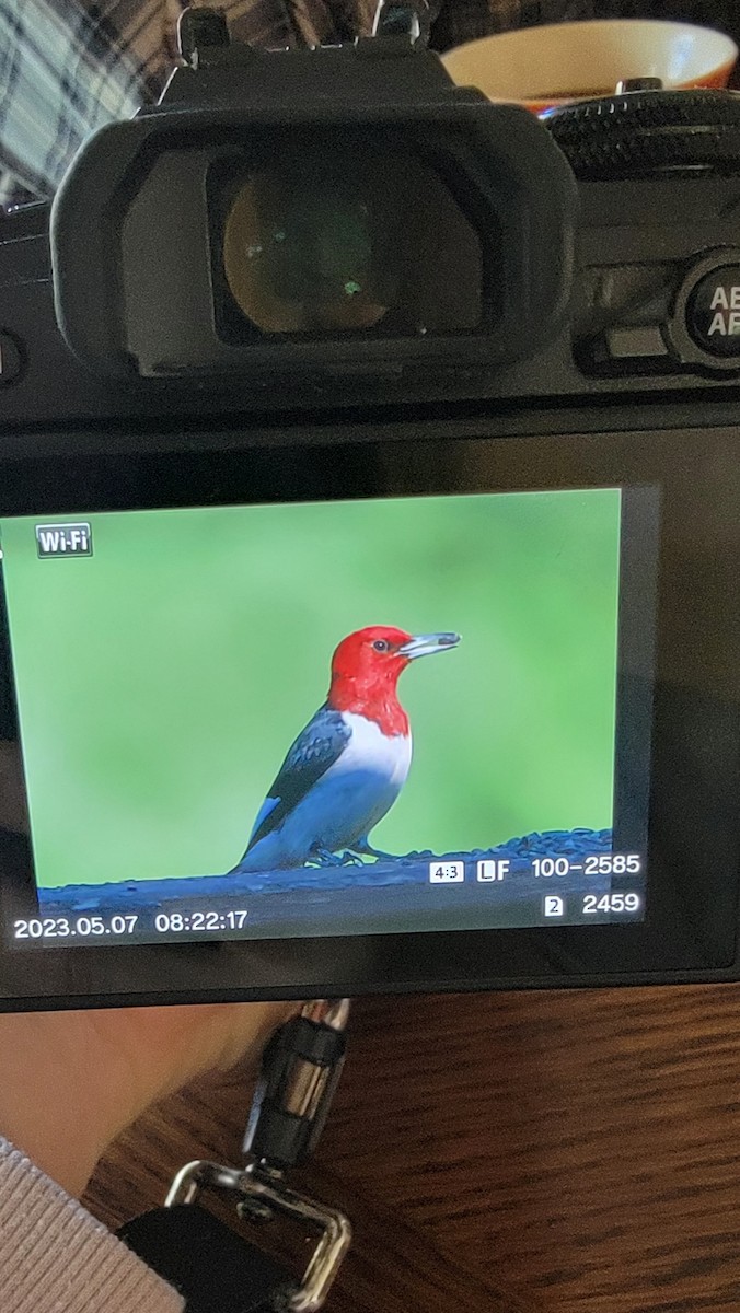 Red-headed Woodpecker - ML568201451