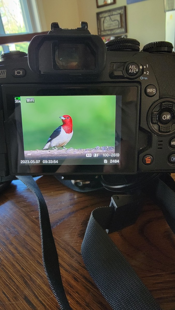 Red-headed Woodpecker - ML568201471