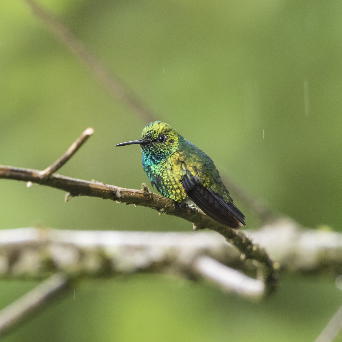 Blue-tailed Emerald - Peter Hawrylyshyn