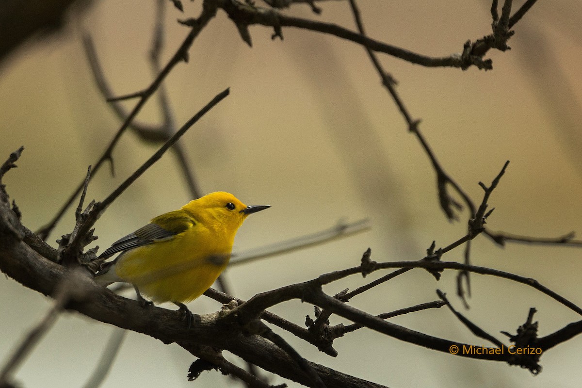 Prothonotary Warbler - ML56821671