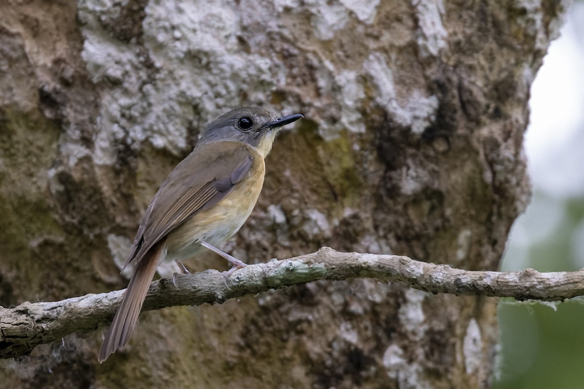 Pale-chinned Flycatcher - ML568220701