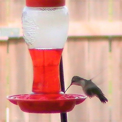 Ruby-throated Hummingbird - Susan Williams