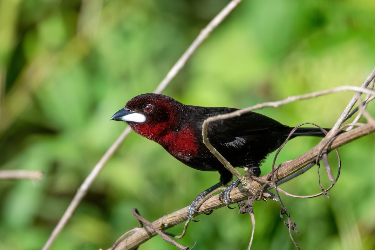 Silver-beaked Tanager - ML568222001