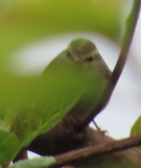 Blyth's Leaf Warbler - Mu-Ming Lin