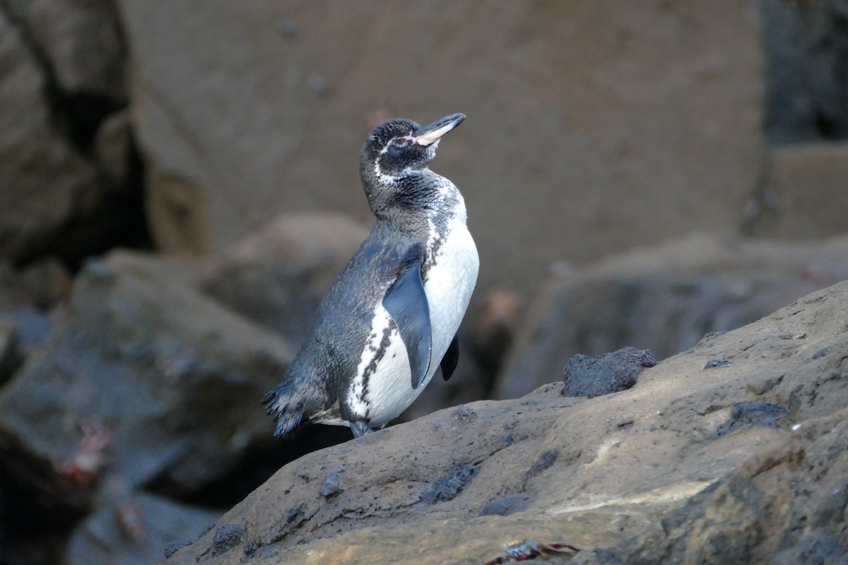 Galapagos Penguin - Peter Kaestner