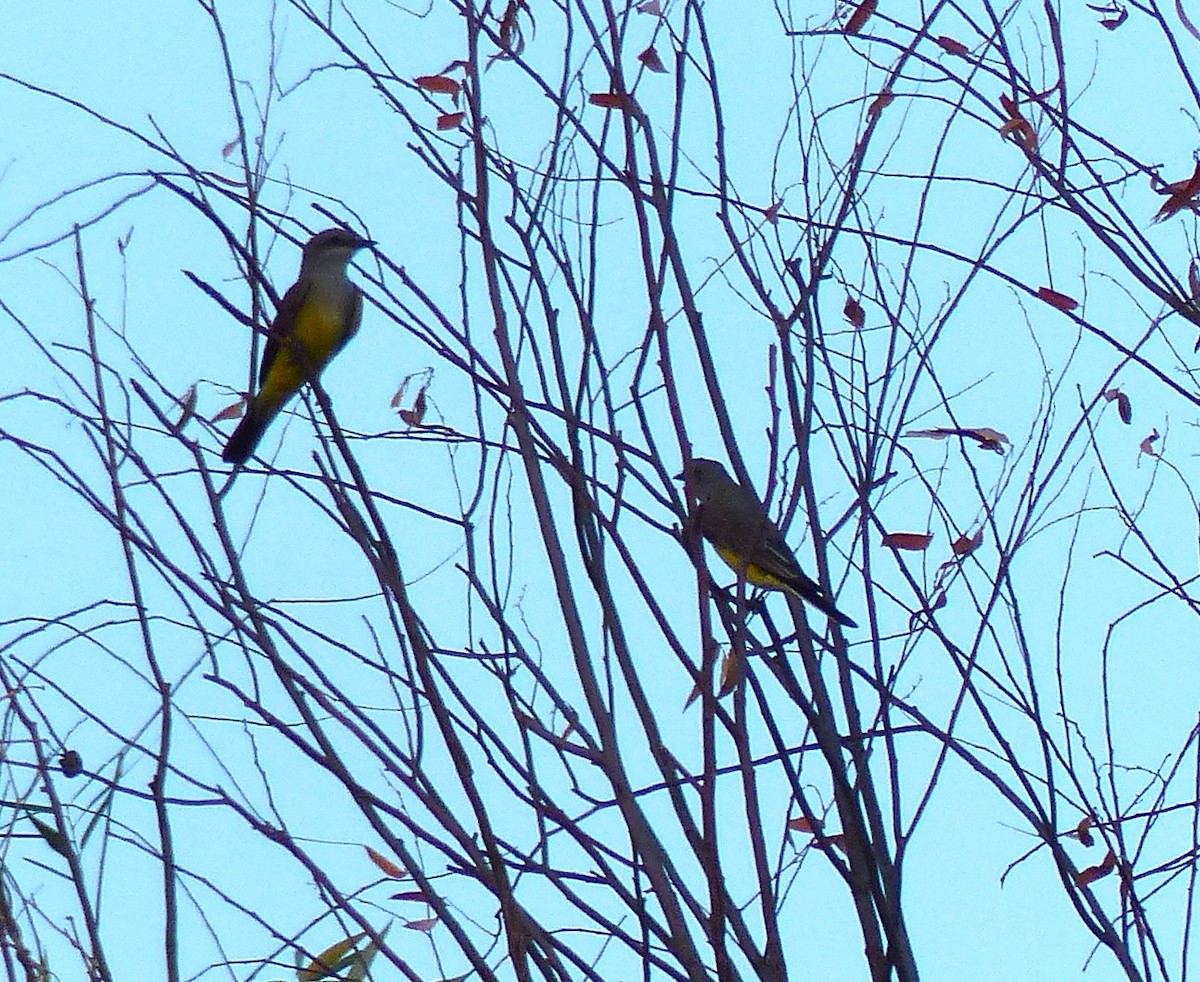 yellow-bellied kingbird sp. - ML568226701