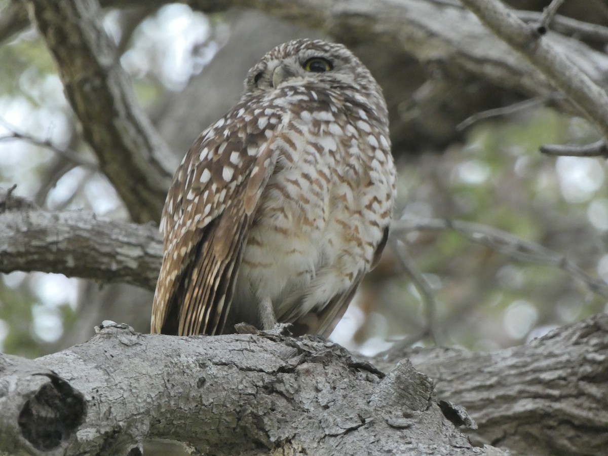 Burrowing Owl - ML568227401